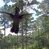 CherishedFowlGuardian